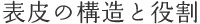 表皮の構造と役割