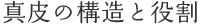 真皮の構造と役割