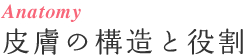 健康美容鍼灸テクニック